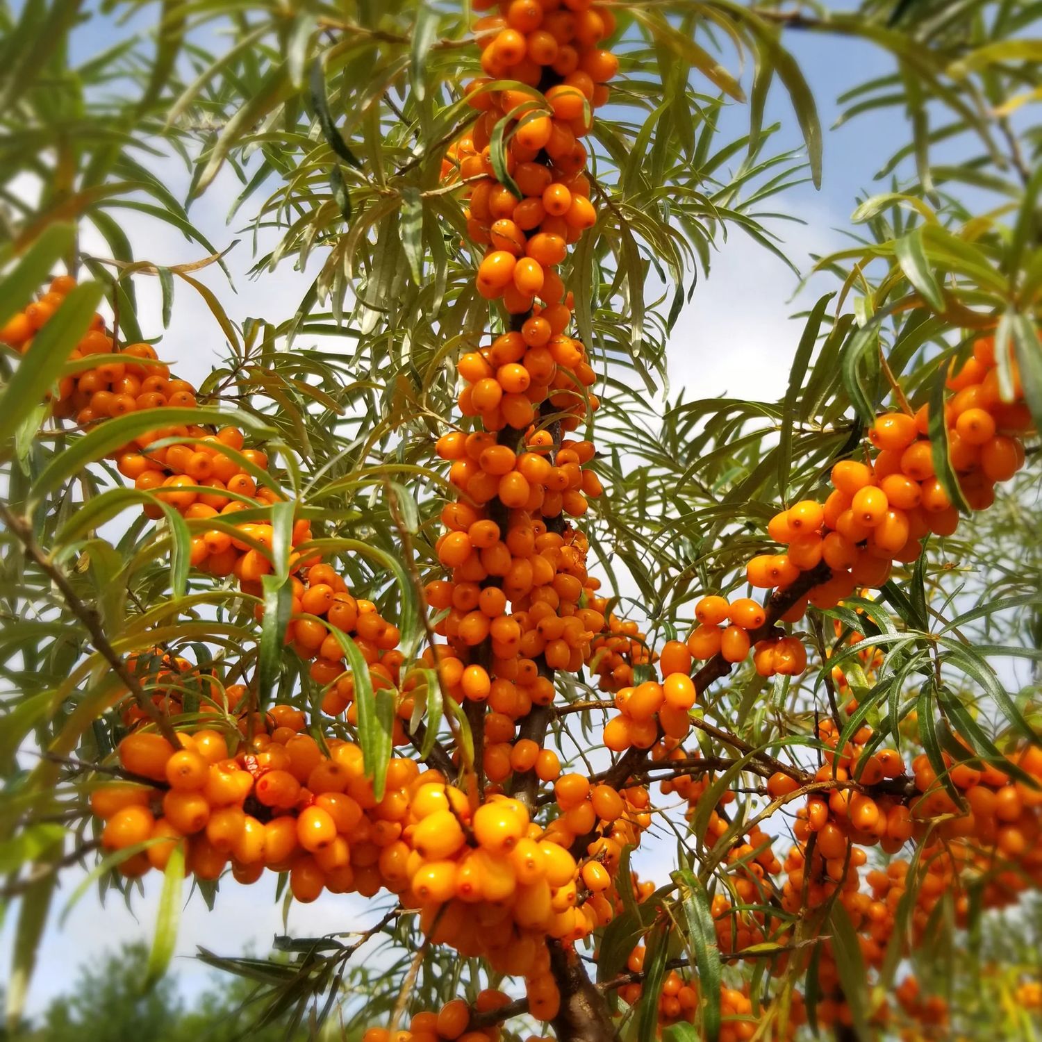 Hippophae rhamnoides Male Sea Buckthorn 1 gal