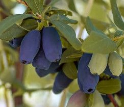 Lonicera 'Boreal Blizzard' Haskap 1 gal