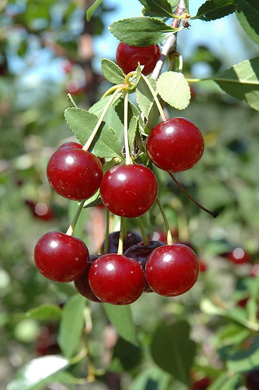 Cherry Tree 'Carmine Jewel' 5 gal Potted