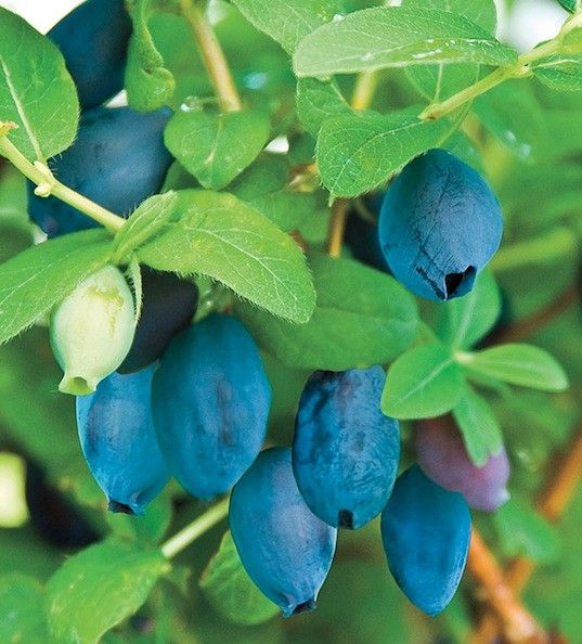 Lonicera 'Aurora' Haskap 1 gal