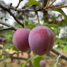Plum 'Opata' 5 gal Potted