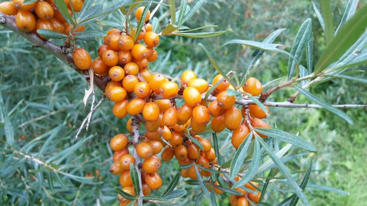 Hippophae rhamnoides 'Askola' Sea Buckthorn 1 gal