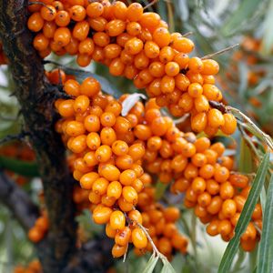Hippophae rhamnoides 'Leikora' Sea Buckthorn 1 gal *female