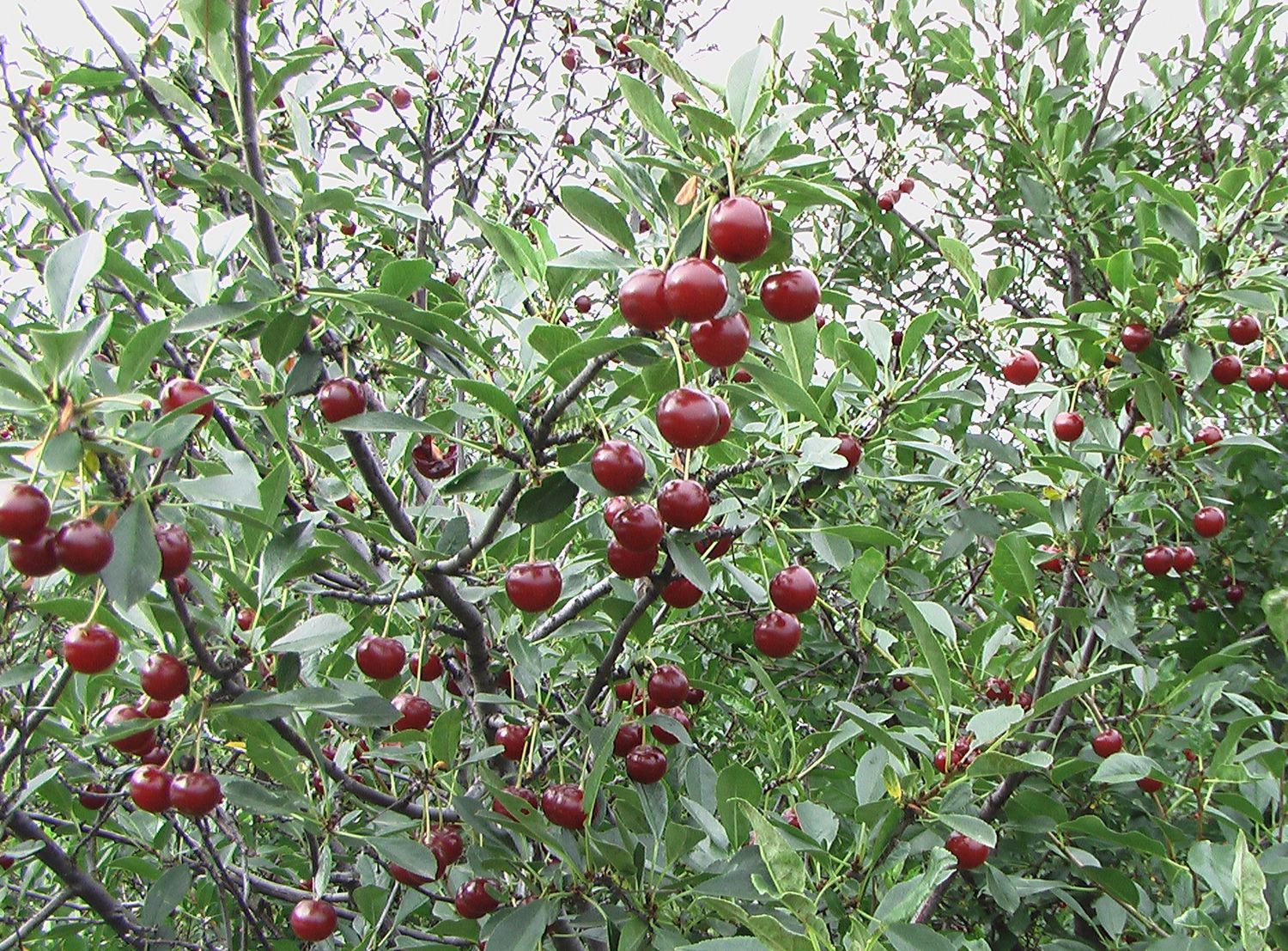 Cherry Tree 'Juliet' 5 gal Potted