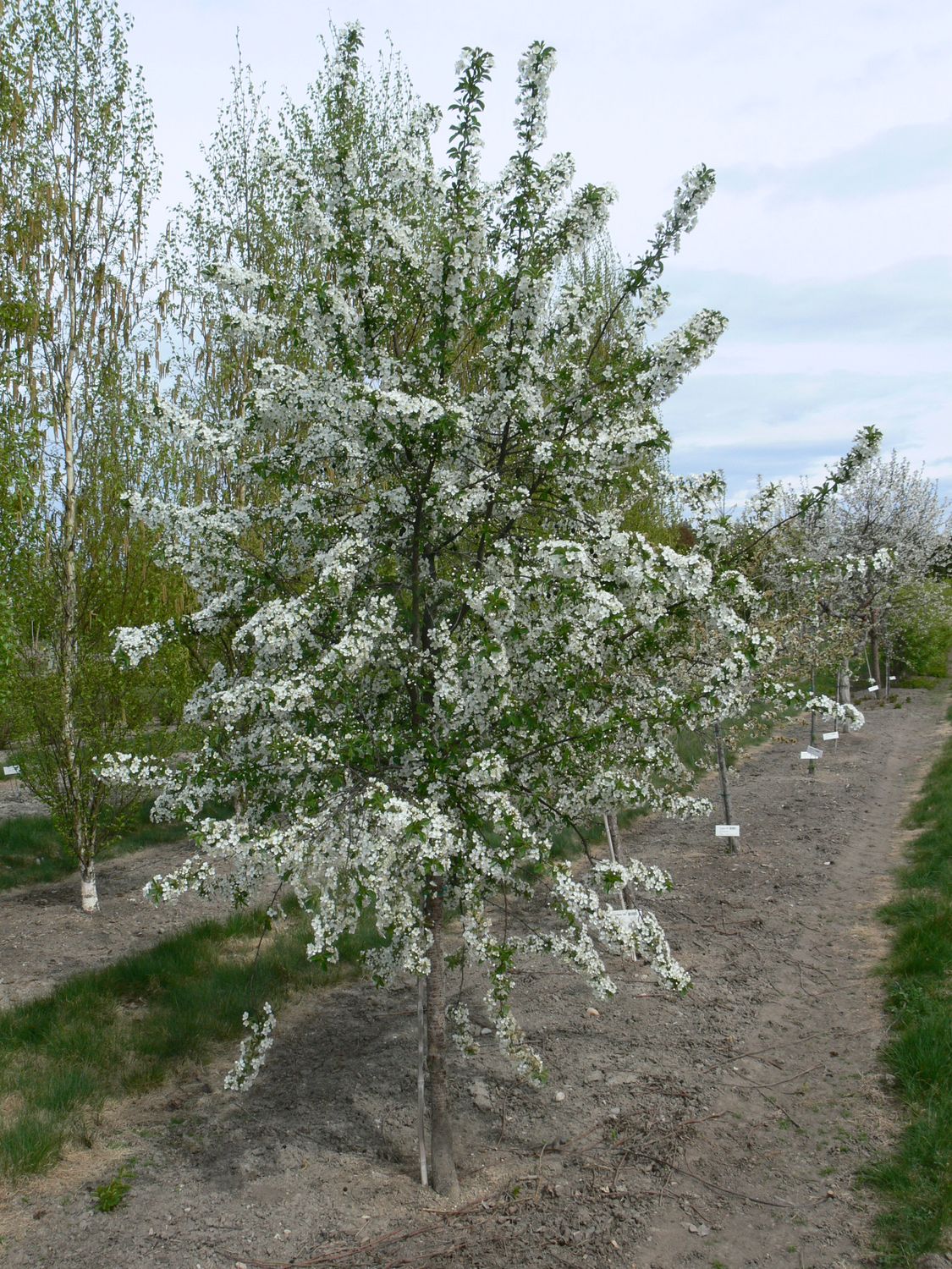 Cherry Tree 'Romeo' 7 gal Potted