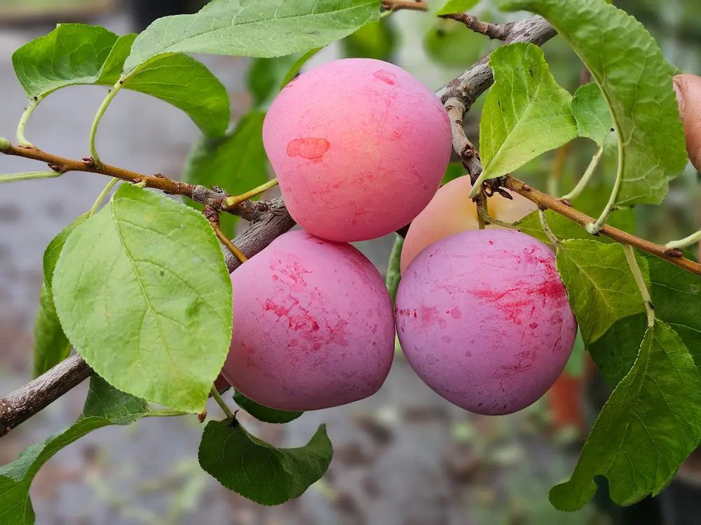 Plum 'Pembina' 5 gal Potted