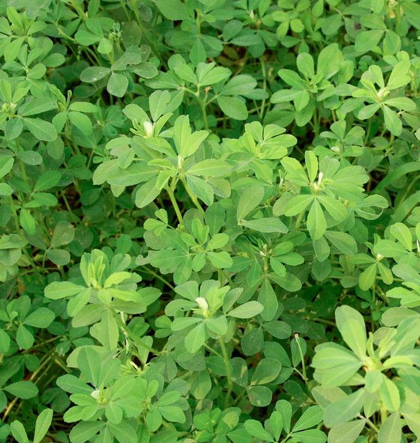 Fenugreek Organic (seed pkg)