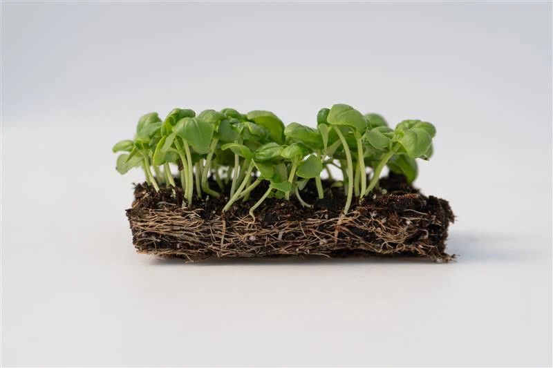 Microgreens (seed pkg), Variety: Basil