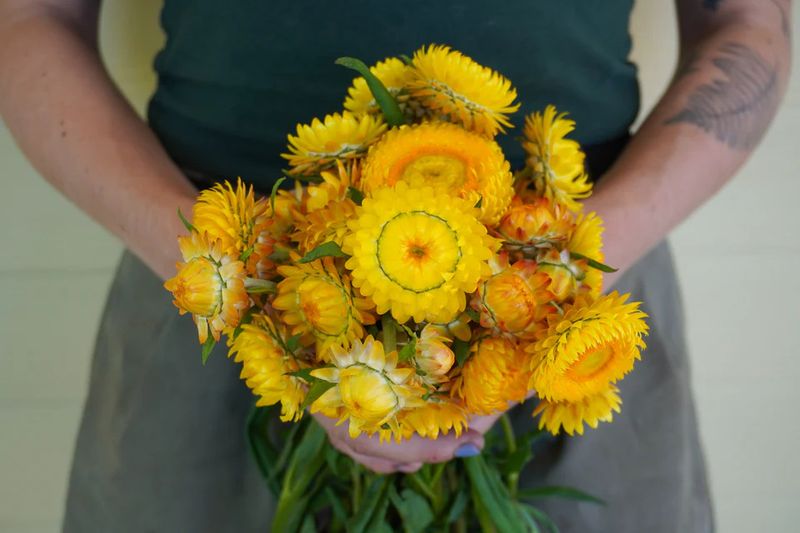 Strawflower Golden Yellow (seed pkg)