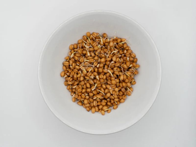 Wheatgrass Organic (seed pkg)