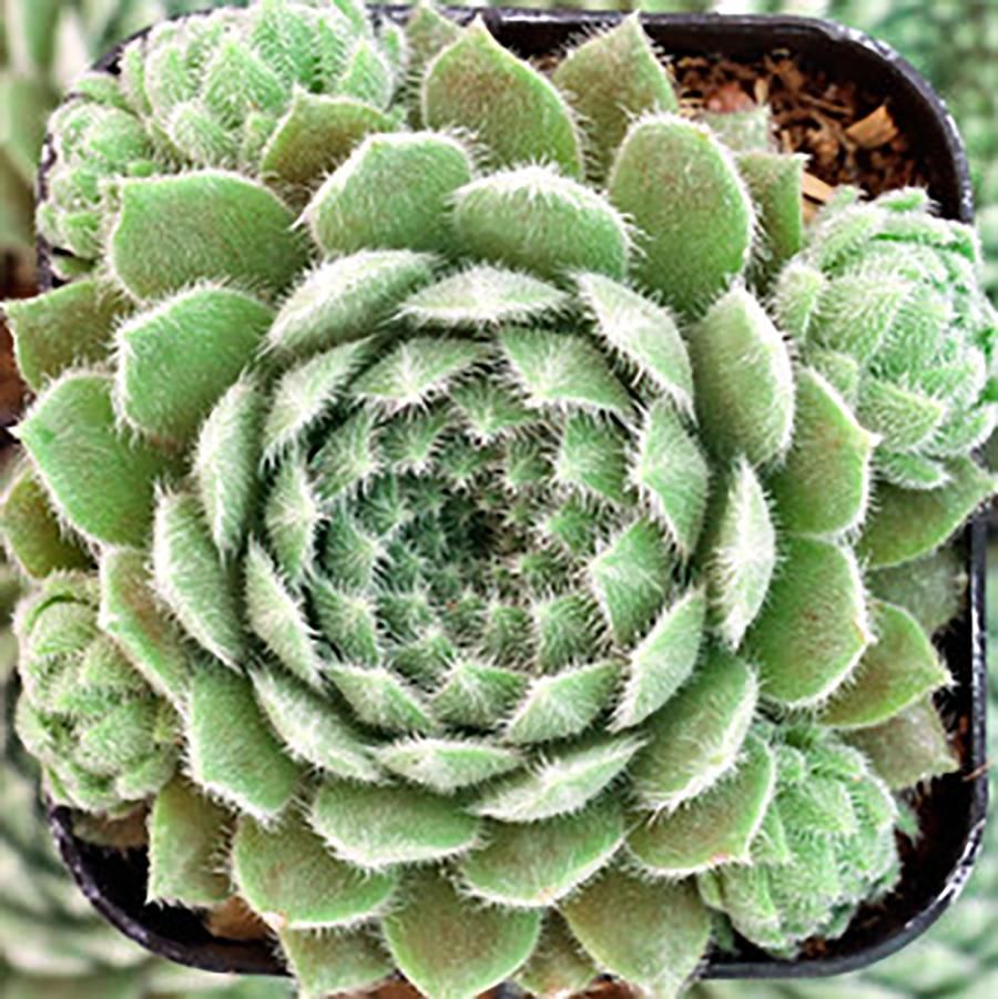 Hens and Chicks - Sempervivum Powdered Pastry 1 qt