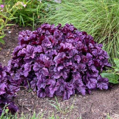 Coral Bells 'Heuchera Wildberry' 8" PW