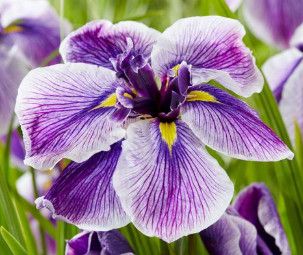 Iris Japanese 'Dinner Plate Sundae 1 gal