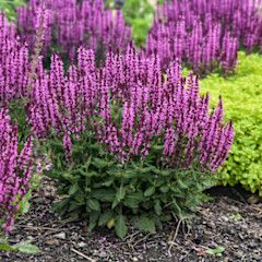 Perennial Sage 'Salvia Pink Profusion' PW 8" Pot