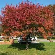 Japanese Maple 'Flame' 3 gal