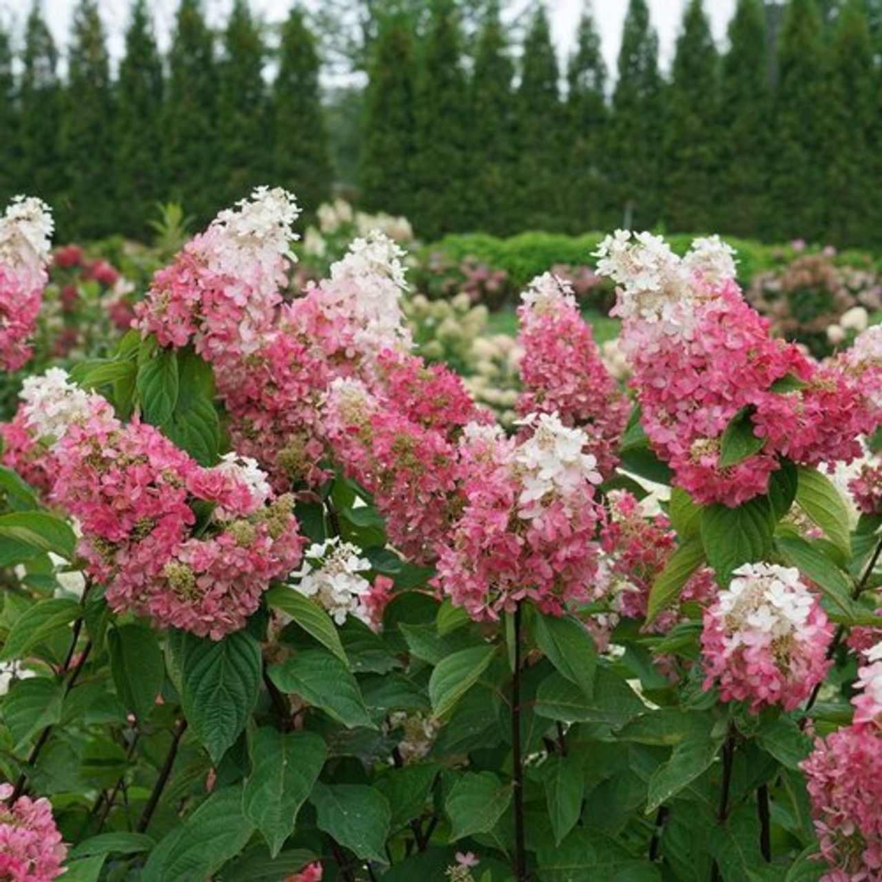 Hydrangea 'Pinky Winky Prime' 2 gal PW