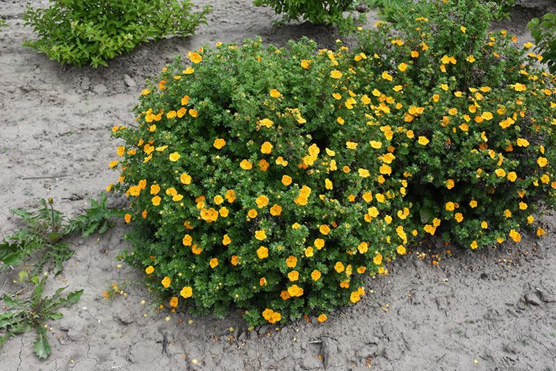 Potentilla 'Mandarin Tango' 2 gal FE