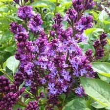 Lilac 'Charles Joly' 5 gal
