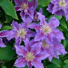 Clematis 'Baroness Fookes' 1 gal
