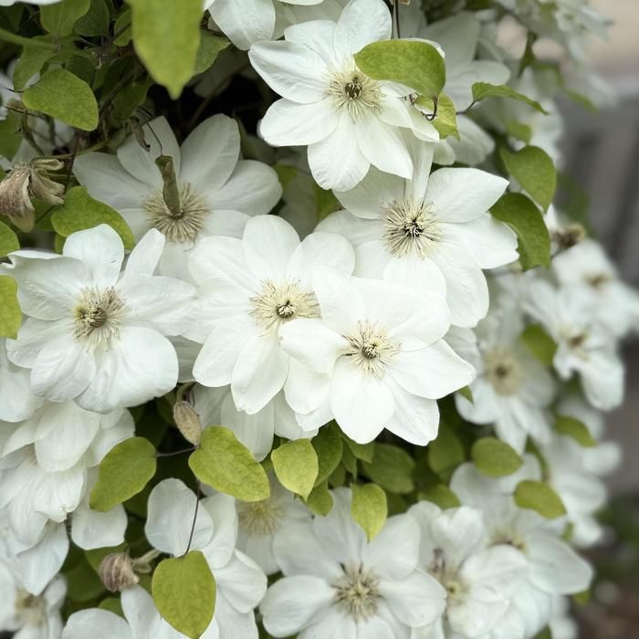Clematis 'Guernsey Cream' 1 gal