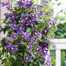 Clematis 'Taiga' 1 gal