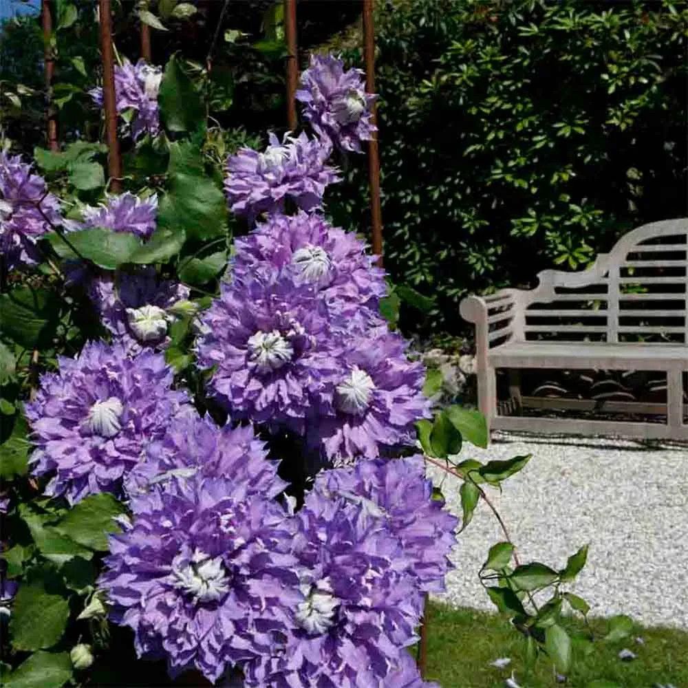 Clematis 'Diamantina' 1 gal