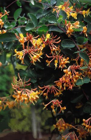 Honeysuckle Vine 'Mandarin' 2 gal