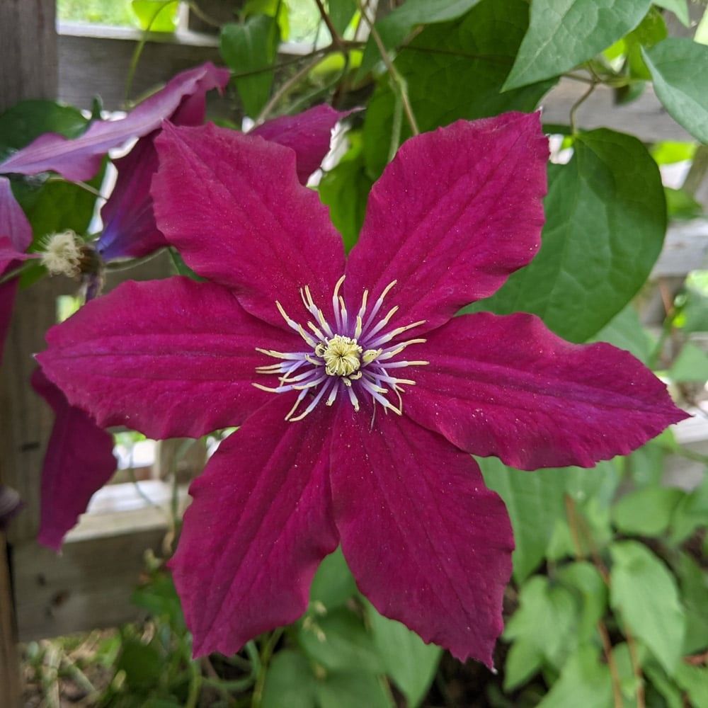 Clematis 'Rosemoor' 1 gal