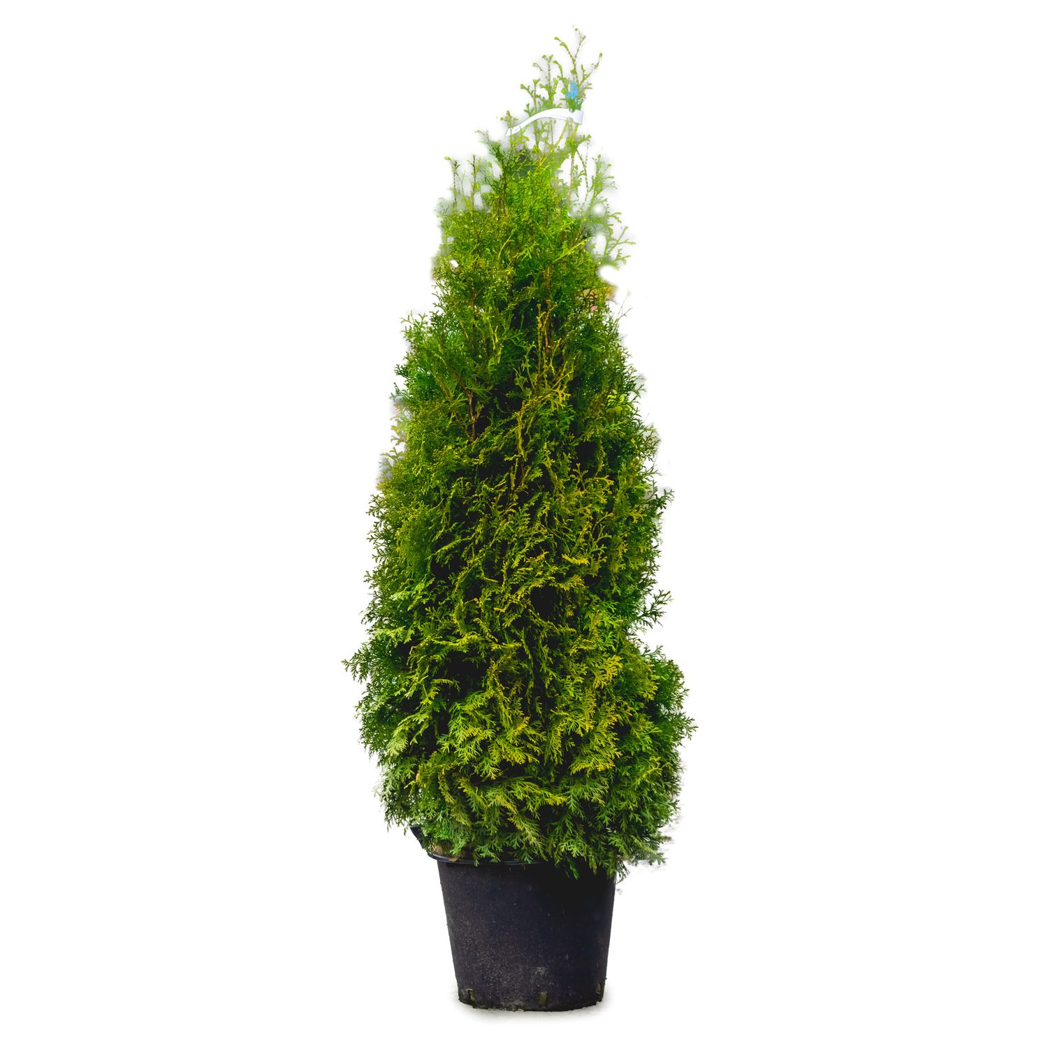Pyramid Cedar 'Pyramidalis' 6' Potted
