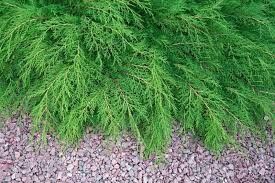 Cypress 'Siberian Carpet' 2 gal