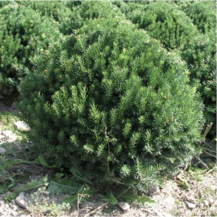 Globe Yew 100cm 5 gal Potted