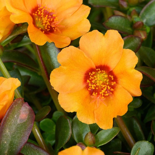 Portulaca 'Mango' 4"