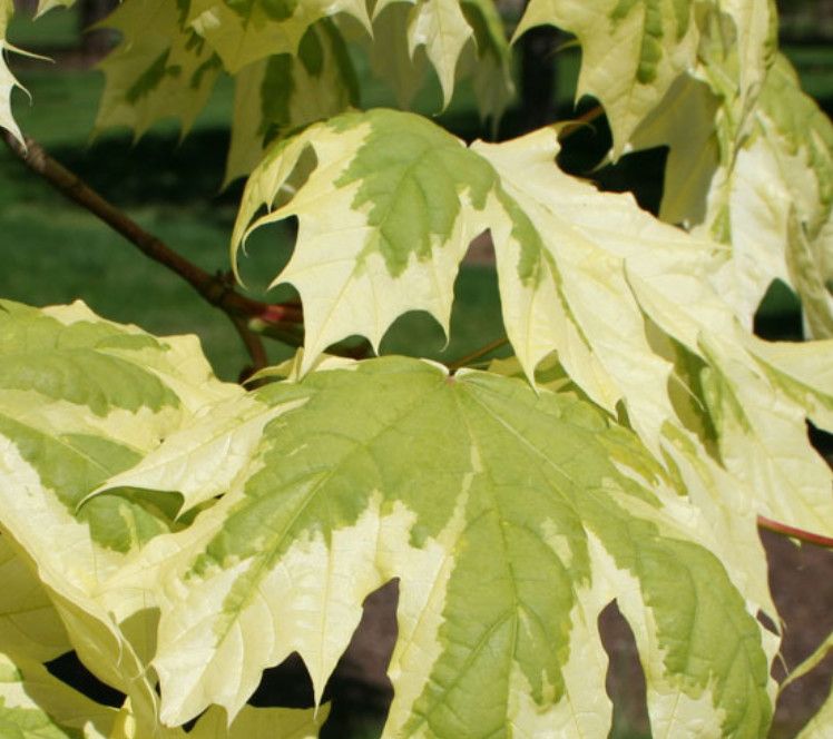 Silver Maple 'Varigated' - 8-10' Potted