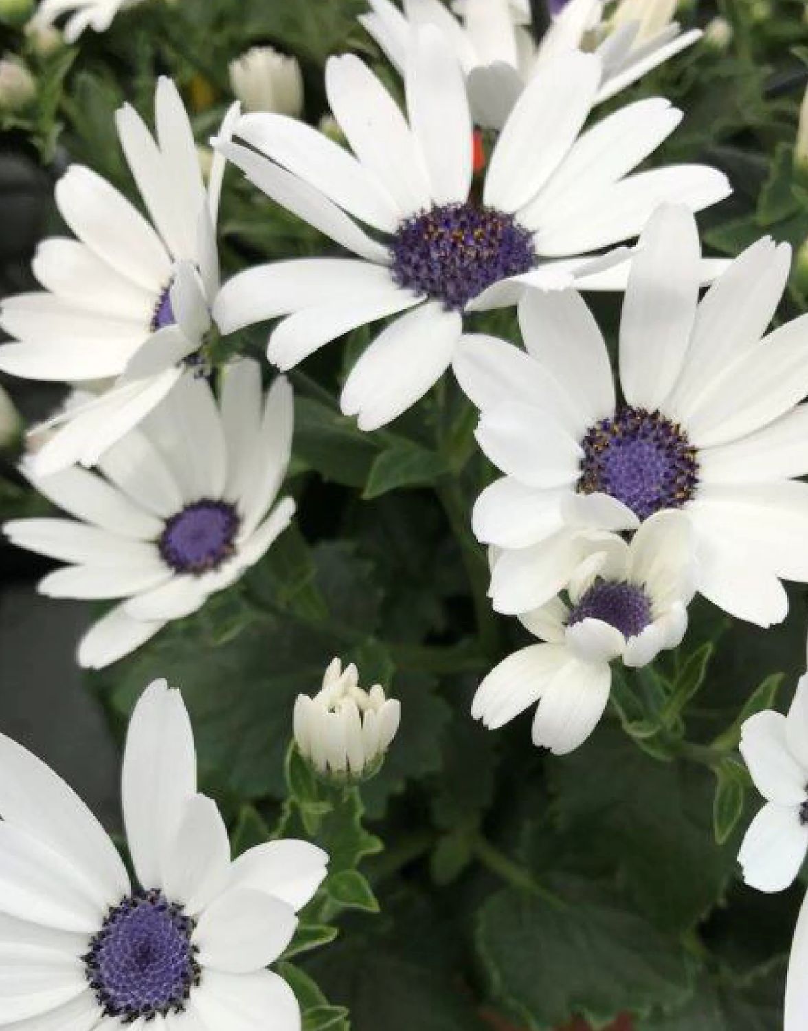 Pericallis 'Senetti White' 4.5"