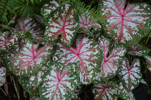 Caladium 6"