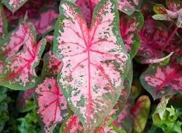 Caladium 6", Color: Carolyn Whorton