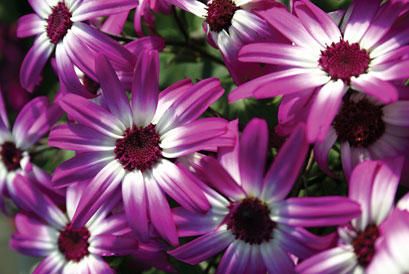 Pericallis 'Magenta Bicolour' 4.5"