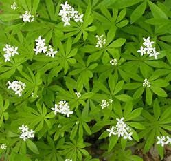 Galium 'Sweet Woodruff' 1 qt