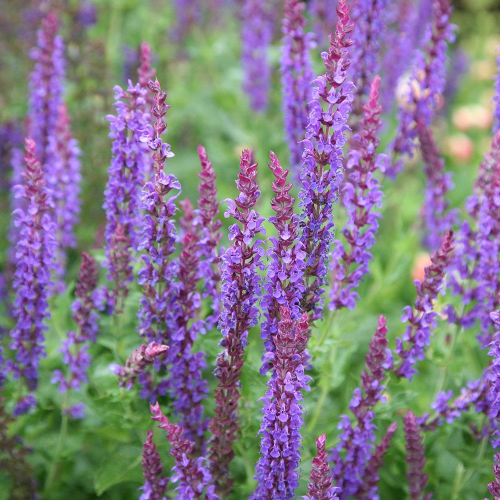 Perennial Sage 'Salvia May Night' 1 qt