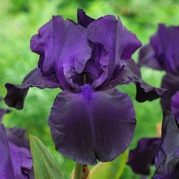Iris pumula 'Demon' 1 gal