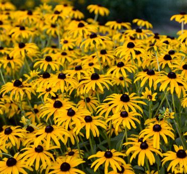 Black-Eyed Susan - Rudbeckia 'Treasure Trove' 8" PW