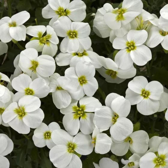 Rock Cress 'Aubrieta Axcent White' 4"