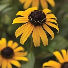 Black-Eyed Susan - Rudbeckia Goldblitz 4"