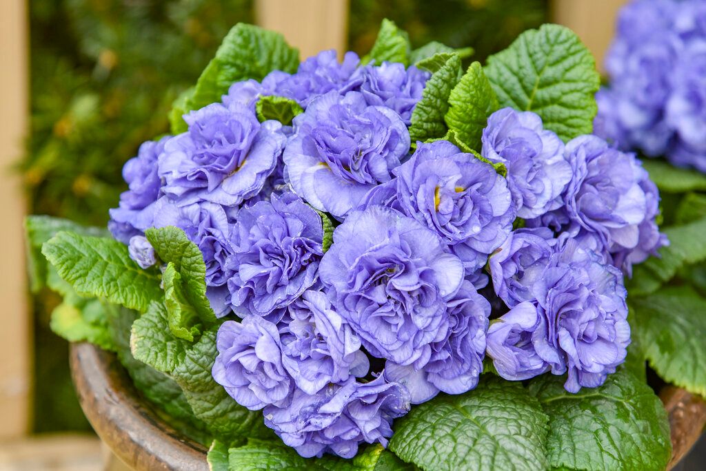 Primula 'Bouquet Perfect Watercolour Blue' 1 gal PW
