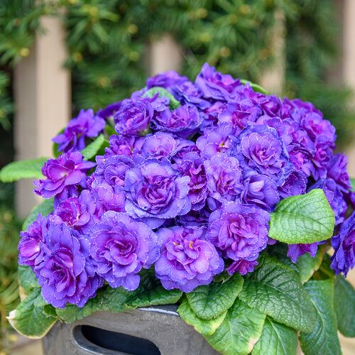 Primula 'Bouquet Perfect Violetta' 1 gal PW