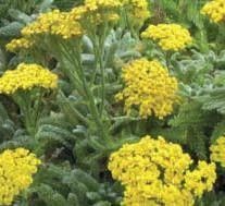 Yarrow 'Goldie' 4"