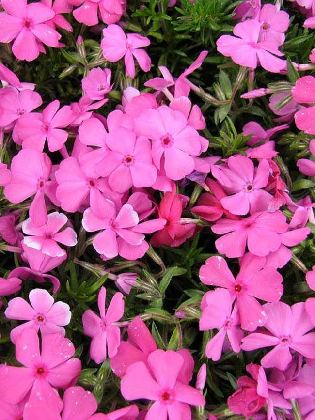Creeping Phlox 'McDaniels Cushion' 4"