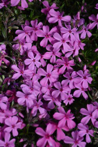 Creeping Phlox 'Spring Dark Leaf Pink' 4"