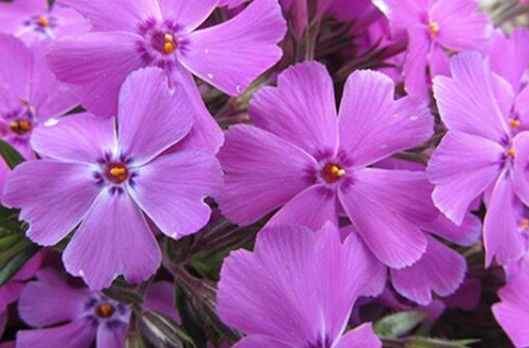 Creeping Phlox 'Spring Lilac' 4"
