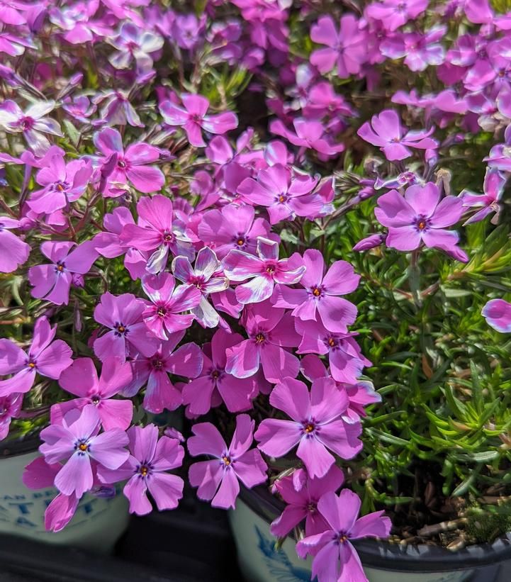 Creeping Phlox 'Early Spring Purple' 4"